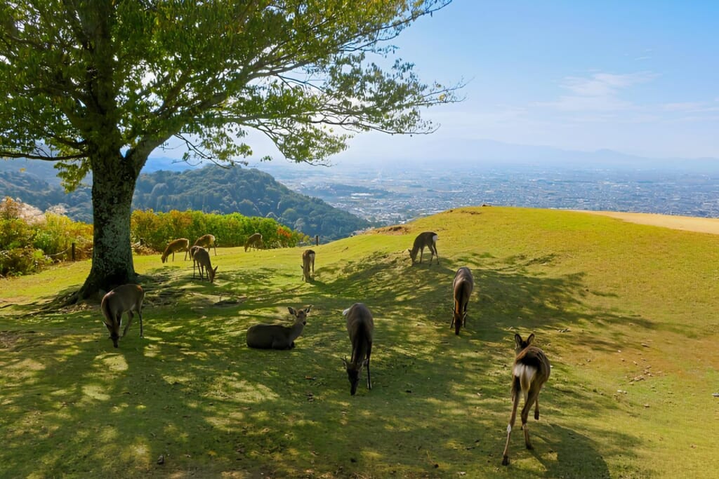 若草山の鹿の群れ