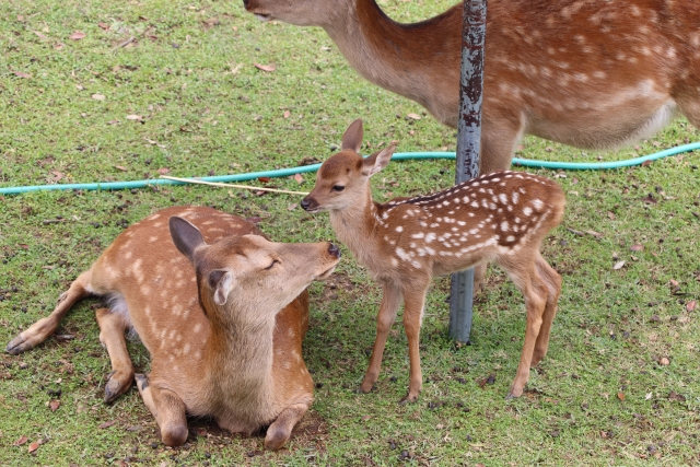 鹿苑の小鹿と母鹿