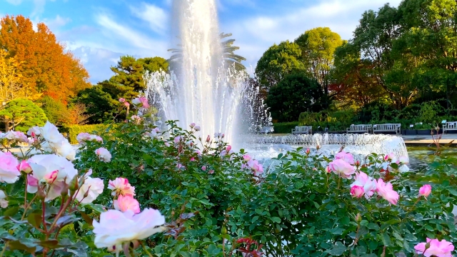 須磨離宮公園の秋薔薇