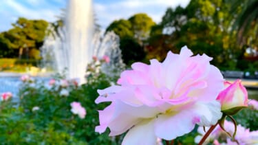 須磨離宮公園のバラ園