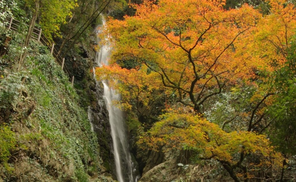 大洲市の白滝公園の紅葉