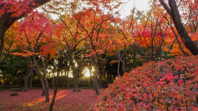 東京北の丸公園の紅葉