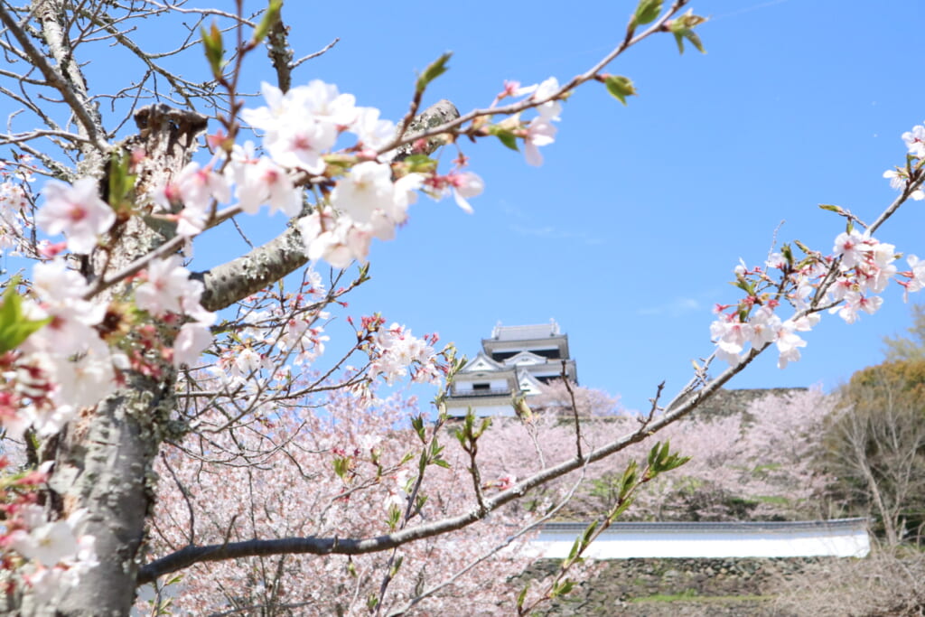 大洲城と桜