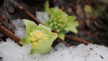 雪割りふきのとう