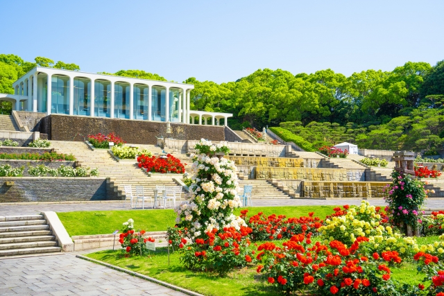 須磨離宮公園の噴水とバラ