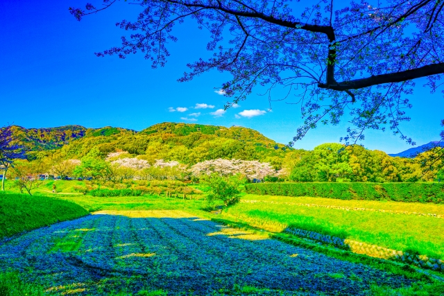 大宰府政庁跡ののどかな景色