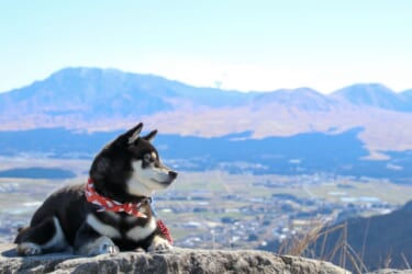 愛犬と楽しむ！竹田の旅おすすめスポット