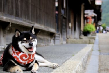 ssy 愛犬