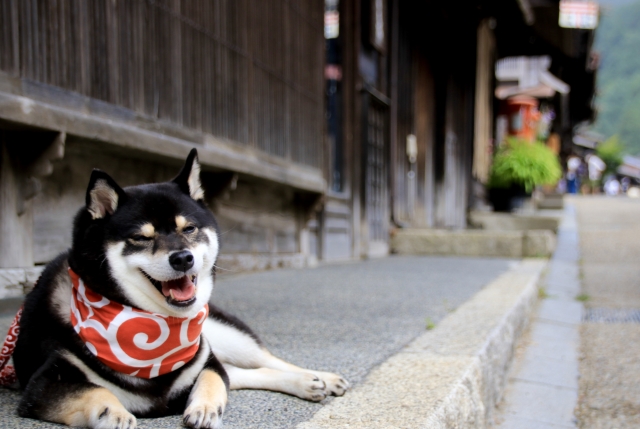 ssy 愛犬