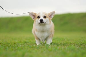 愛犬２