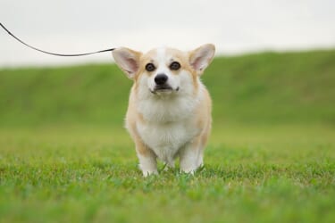愛犬と楽しむ！丹波篠山の旅おすすめスポット