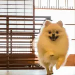 室内でチワワが走る様子