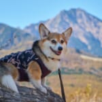 山でこちらをみるコーギー