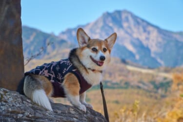 愛犬５　トップ