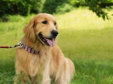 愛犬4