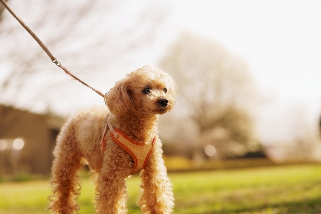 愛犬　まとめ