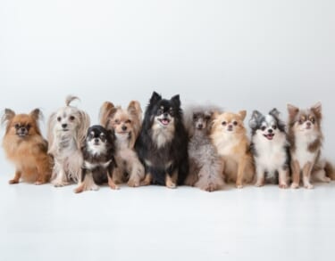 愛犬まとめ　TOP