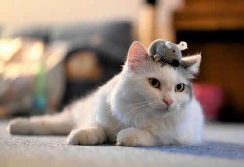 猫とねずみのぬいぐるみ