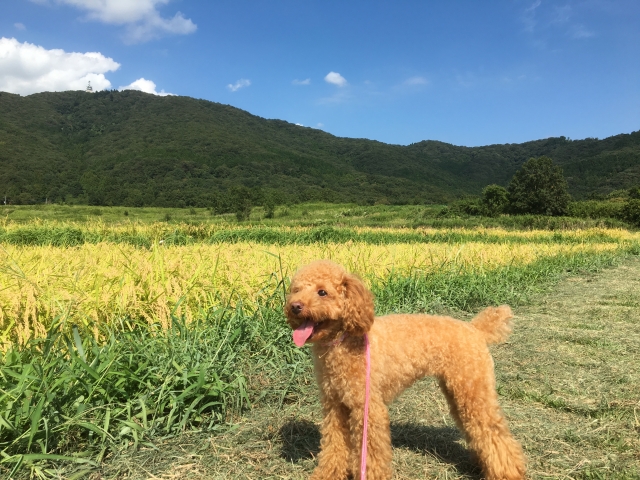 自然の田畑とわんちゃん旅