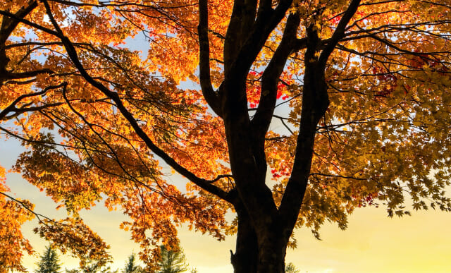 夕暮れと紅葉